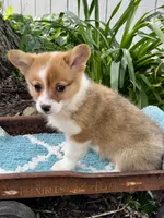 Eden, a female Pembroke Welsh Corgi for sale in Grant City, MO – 1 of 2