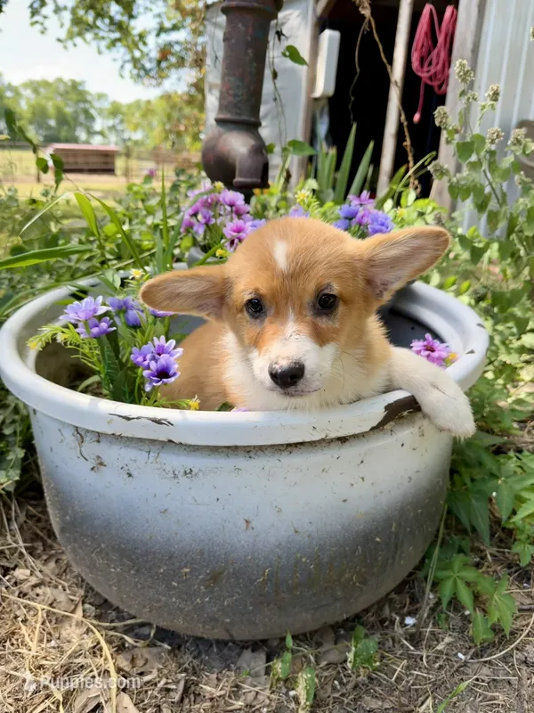 Rudy – Pembroke Welsh Corgi puppy for sale in Grant City, MO