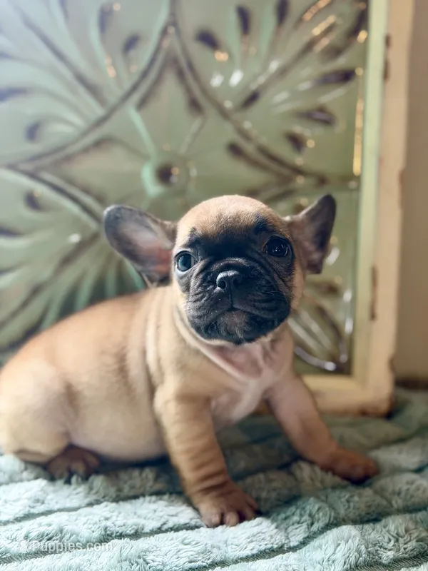 Nala – French Bulldog puppy for sale in Grant City, MO