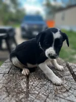 Kitty, a female Border Collie for sale in Grant City, MO – 2 of 3