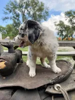Isla , a female Australian Shepherd for sale in Grant City, MO – 3 of 3