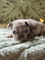 Hans , a male French Bulldog for sale in Grant City, MO – 1 of 3