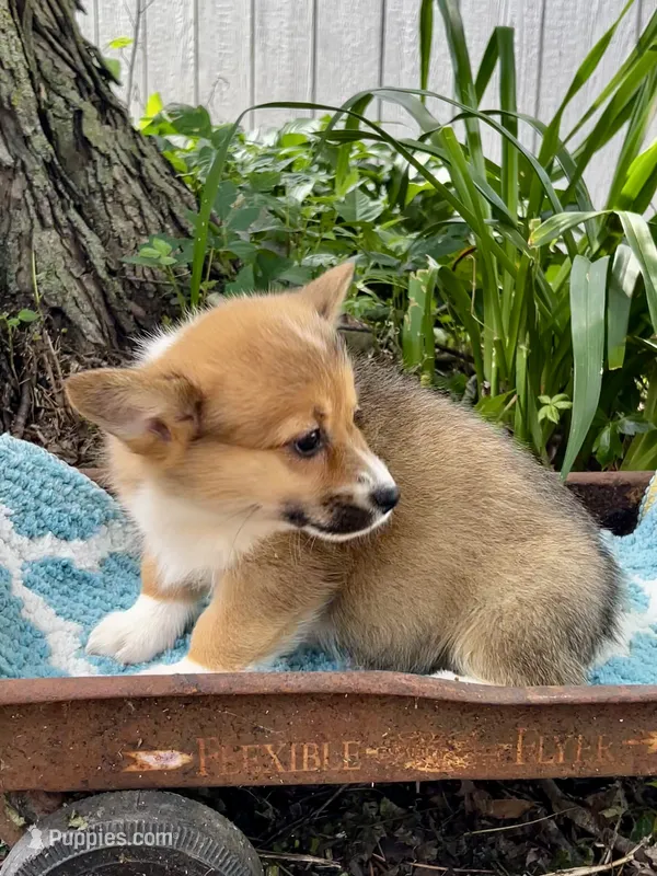 Elsa – Pembroke Welsh Corgi puppy for sale in Grant City, MO