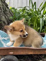 Elsa, a female Pembroke Welsh Corgi for sale in Grant City, MO – 2 of 2