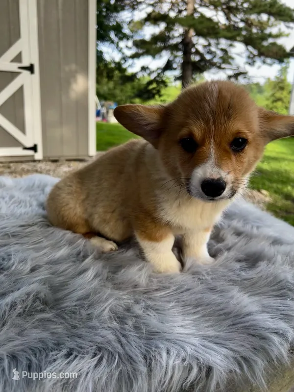 Elvis  – Pembroke Welsh Corgi puppy for sale in Grant City, MO