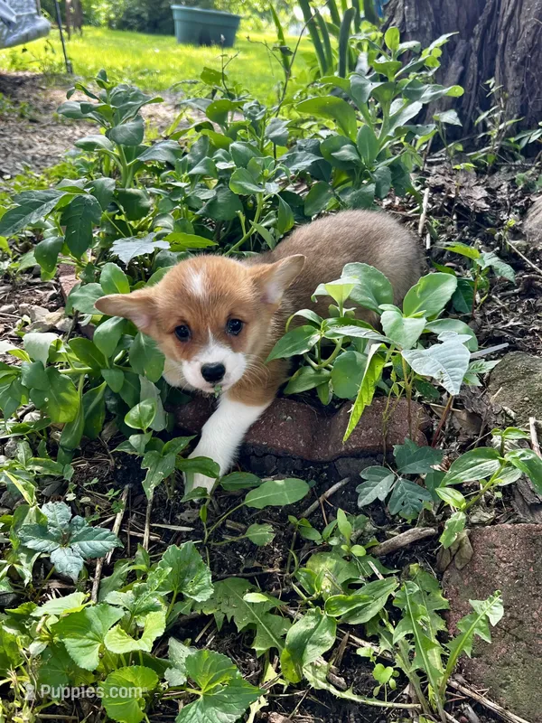 Rudy – Pembroke Welsh Corgi puppy for sale in Grant City, MO