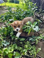 Rudy, a male Pembroke Welsh Corgi for sale in Grant City, MO – 1 of 2