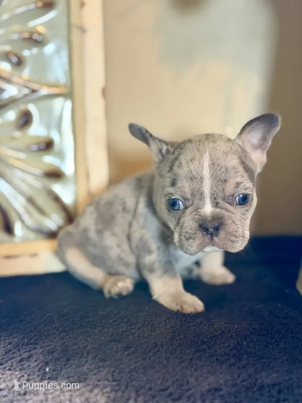 Hans  – French Bulldog puppy for sale in Grant City, MO