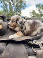 River , a male Australian Shepherd for sale in Grant City, MO – 2 of 3