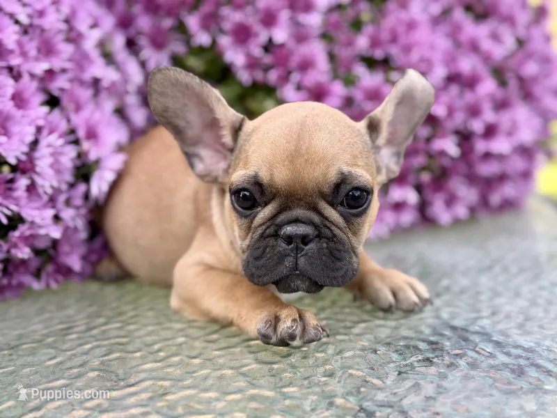 Peg – French Bulldog puppy for sale in Grant City, MO