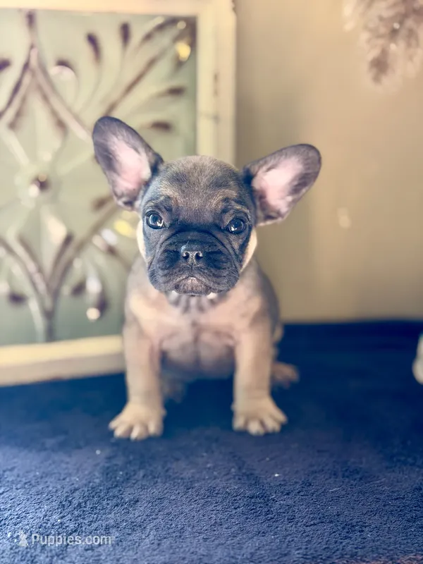 Kiara  – French Bulldog puppy for sale in Grant City, MO