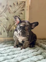 Pumba , a male French Bulldog for sale in Grant City, MO – 3 of 3