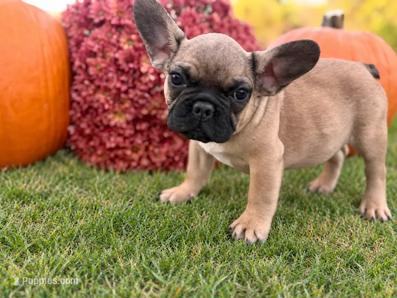 Earl  – French Bulldog puppy for sale in Grant City, MO