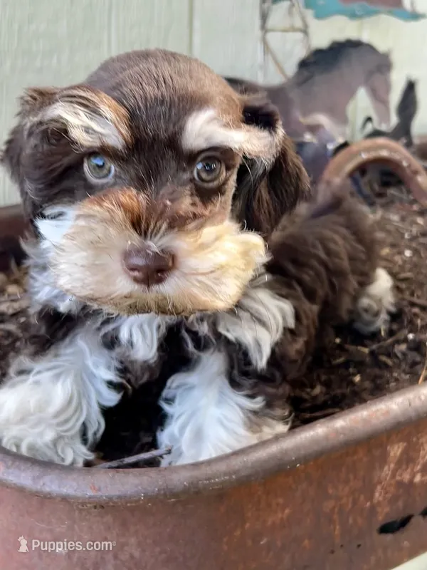 Amelia  – Miniature Schnauzer puppy for sale in Grant City, MO