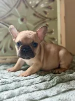 Peg, a male French Bulldog for sale in Grant City, MO – 1 of 3