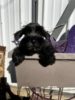 Iris, a female Miniature Schnauzer for sale in Grant City, MO – Photo 1 of 3