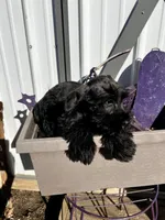 Iris, a female Miniature Schnauzer for sale in Grant City, MO – Photo 3 of 3