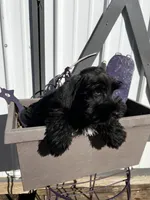 Iris, a female Miniature Schnauzer for sale in Grant City, MO – Photo 2 of 3