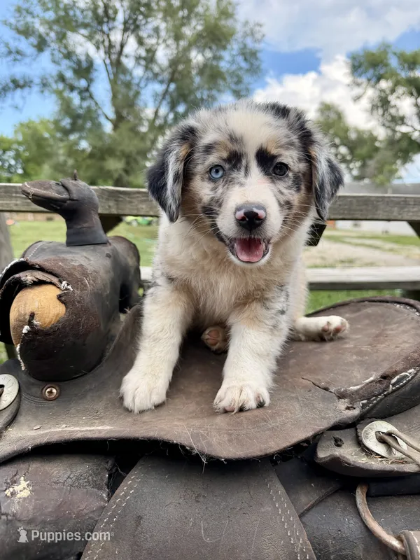 Isla  – Australian Shepherd puppy on hold in Grant City, MO