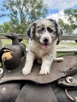 Isla , a female Australian Shepherd for sale in Grant City, MO – 1 of 3