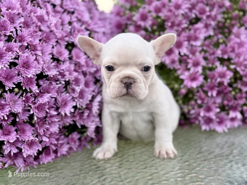 Olaf  – French Bulldog puppy for sale in Grant City, MO