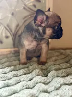 Kiara , a female French Bulldog for sale in Grant City, MO – 2 of 2