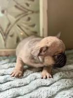 Mowgli , a male French Bulldog for sale in Grant City, MO – 2 of 2