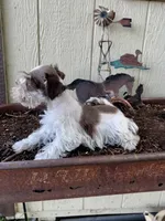 Alfie , a male Miniature Schnauzer for sale in Grant City, MO – 2 of 3