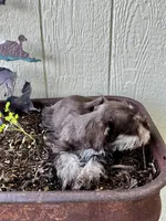 Aurora , a female Miniature Schnauzer for sale in Grant City, MO – 2 of 2