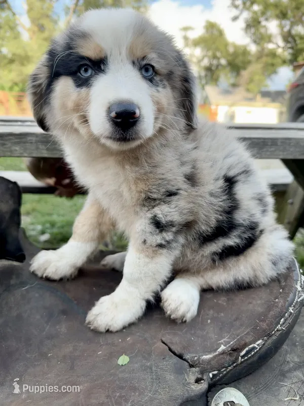 Blaze – Australian Shepherd puppy for sale in Grant City, MO