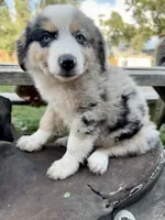 Blaze, a male Australian Shepherd for sale in Grant City, MO – 1 of 3