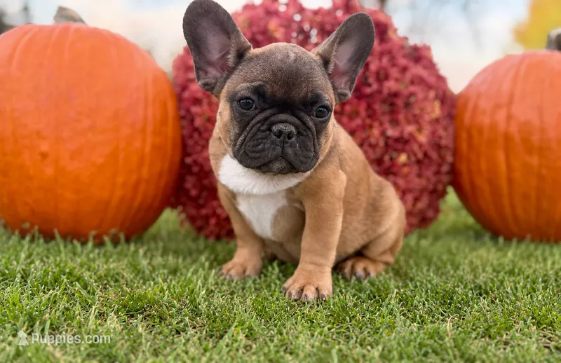 Rooster – French Bulldog puppy for sale in Grant City, MO