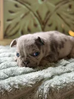 Hans , a male French Bulldog for sale in Grant City, MO – 2 of 3