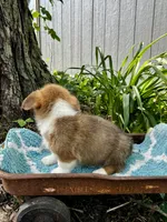 Elvis , a male Pembroke Welsh Corgi for sale in Grant City, MO – 2 of 2