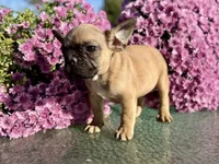 Earl , a male French Bulldog for sale in Grant City, MO – 2 of 2