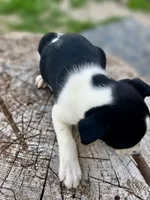 Bonnie, a female Border Collie for sale in Grant City, MO – 2 of 3