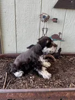 Aspen, a female Miniature Schnauzer for sale in Grant City, MO – 2 of 2