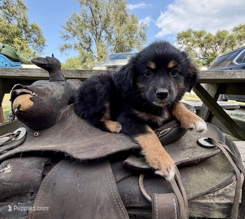 Charlotte  – Australian Shepherd puppy for sale in Grant City, MO