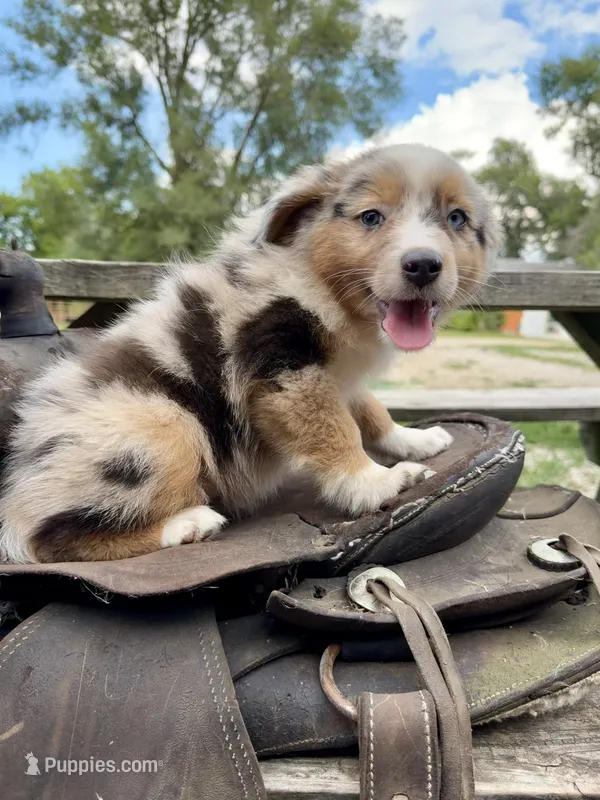 River  – Australian Shepherd puppy for sale in Grant City, MO