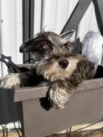 Daisy , a female Miniature Schnauzer for sale in Grant City, MO – Photo 2 of 3