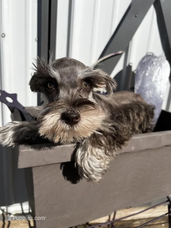 Daisy , a female Miniature Schnauzer for sale in Grant City, MO – Photo 1 of 3