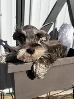 Daisy , a female Miniature Schnauzer for sale in Grant City, MO – Photo 1 of 3