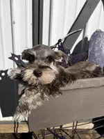 Daisy , a female Miniature Schnauzer for sale in Grant City, MO – Photo 3 of 3