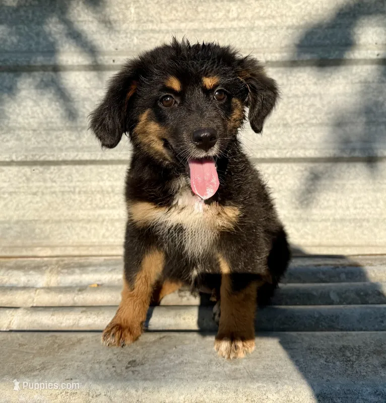 Charlotte  – Australian Shepherd puppy for sale in Grant City, MO
