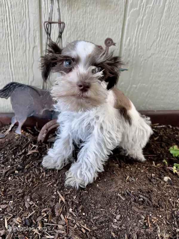 Alfie  – Miniature Schnauzer puppy for sale in Grant City, MO