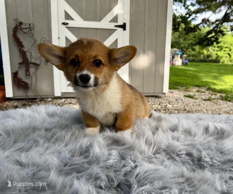 Elsa – Pembroke Welsh Corgi puppy for sale in Grant City, MO