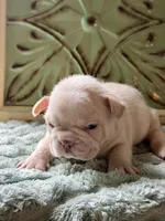 Olaf , a male French Bulldog for sale in Grant City, MO – 2 of 2
