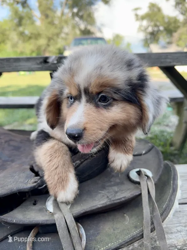 Jack – Australian Shepherd puppy for sale in Grant City, MO