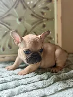 Peg, a male French Bulldog for sale in Grant City, MO – 2 of 3