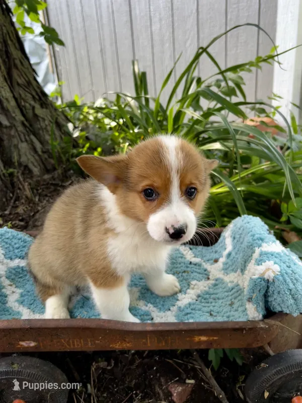 Rigby – Pembroke Welsh Corgi puppy for sale in Grant City, MO